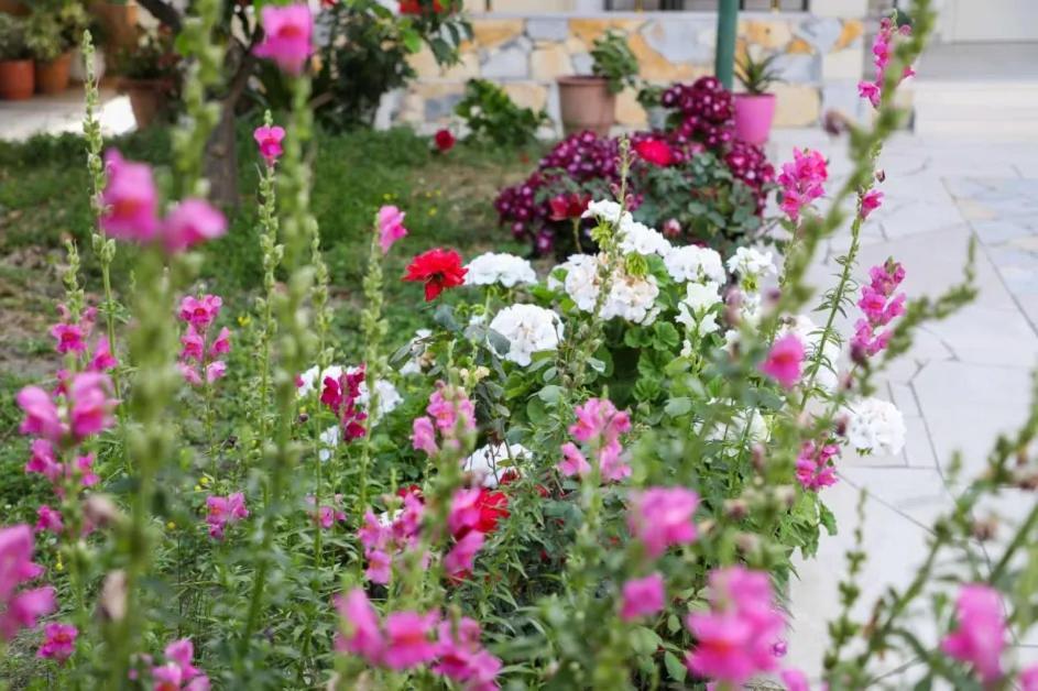 Vila Agolli Vlorë エクステリア 写真